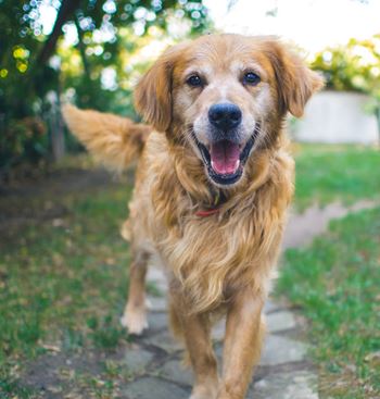 a golden retriever dog walking down a path